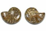 Jurassic Cut & Polished Nautilus (Cymatoceras) Fossil -Madagascar #365502-1